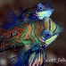 mandarinfish_std_h_0268_pal1148.jpg